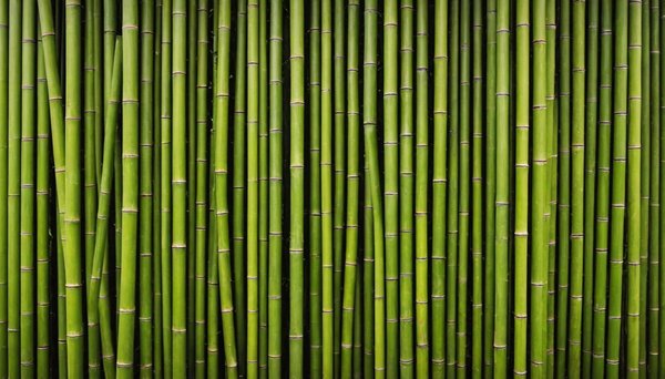 5 raisons d'intégrer le papier peint bambou dans votre intérieur